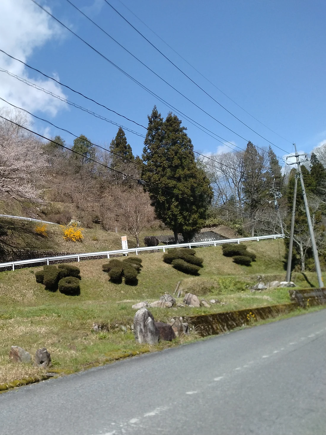 道路沿いの斜面。植栽を刈り込み、桜が咲いている