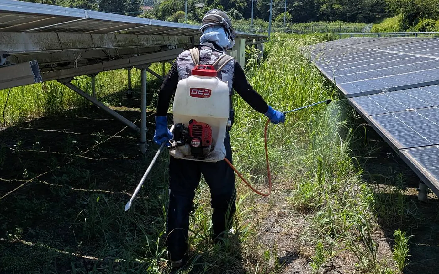 太陽光パネルの間で、背負い式の噴霧器を使って除草剤を散布する作業者