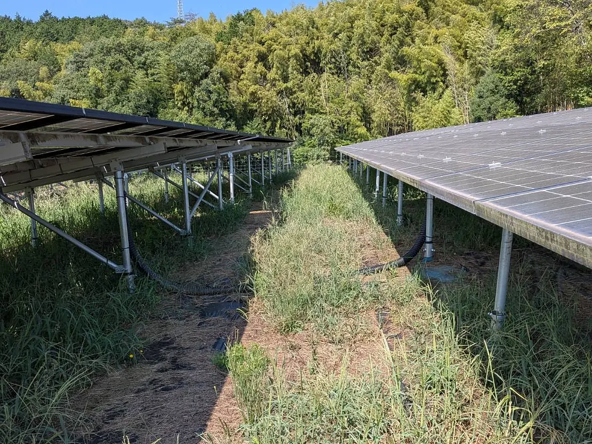 施工前：太陽光パネルの間の通路。草が伸びて架台のまわりまで広がっている